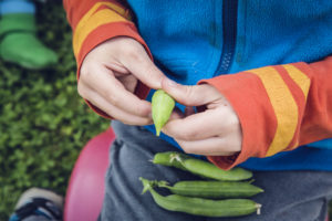 Child manipulating peas