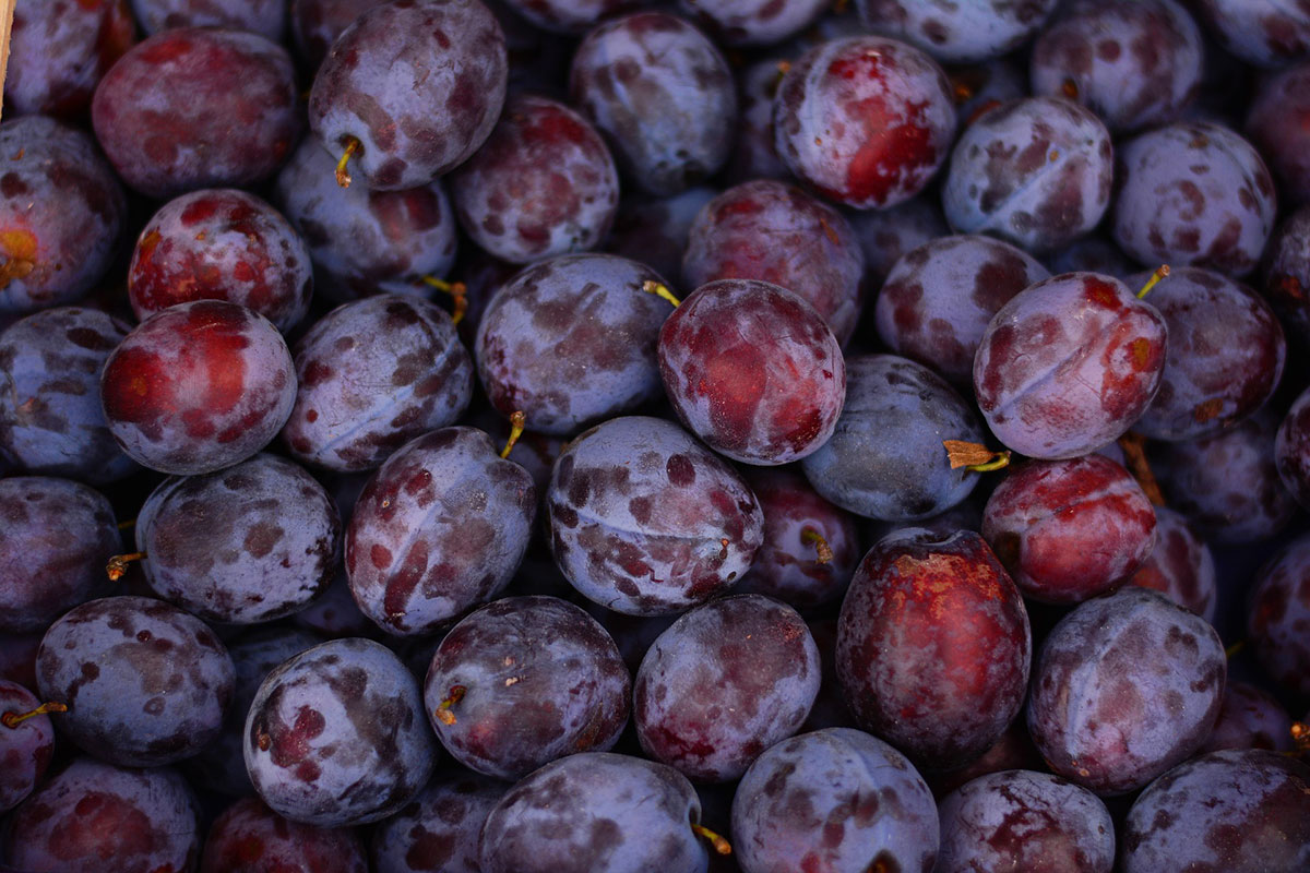 Plums Stop Food Waste