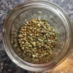 Sprouts in a jar