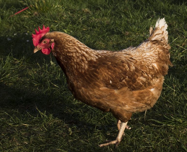 keeping-hens-at-home-stop-food-waste